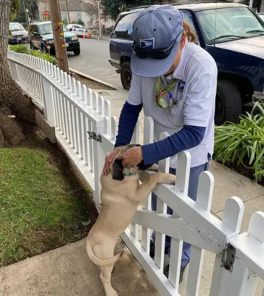 Lovely Dog Waits Outside Every Morning to Welcome His Favorite Mailwoman