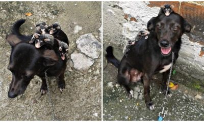 Loving Dog Adopts Orphaned Opossums, Takes Care of Them Carefully as Her Own