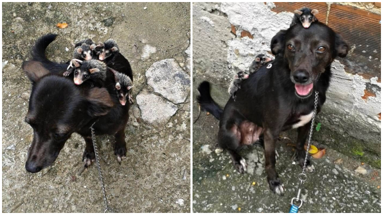 Loving Dog Adopts Orphaned Opossums, Takes Care of Them Carefully as Her Own