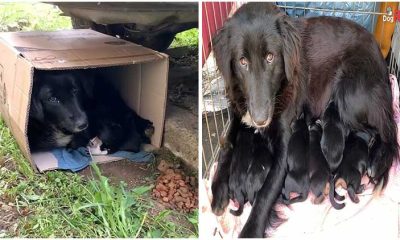 Loving Mother Dog Takes Care Of Six Puppies in a Small Cardboard Box