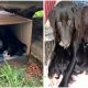 Loving Mother Dog Takes Care Of Six Puppies in a Small Cardboard Box