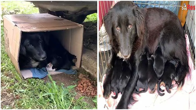 Loving Mother Dog Takes Care Of Six Puppies in a Small Cardboard Box