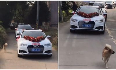 Loyal Dog Runs Over Six Miles with Owner's Wedding Parade to Give A Send-off to the Bride