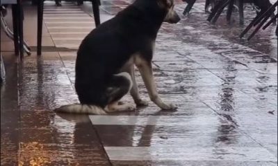 Loyal Dog Waits in the Rain Daily for Owner