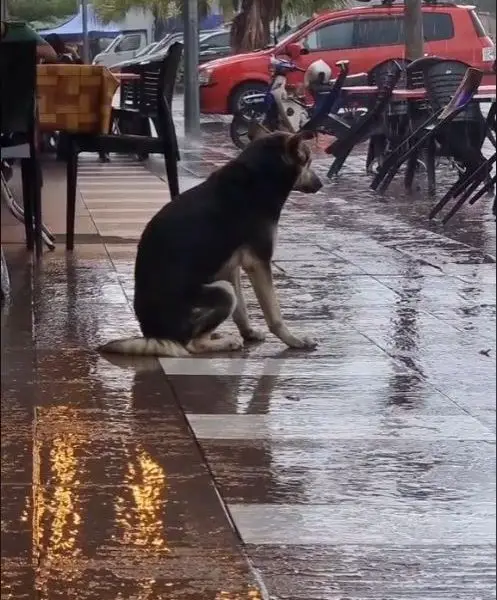 Loyal Dog Waits in the Rain Daily for Owner