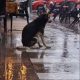 Loyal Dog Waits in the Rain Daily for Owner