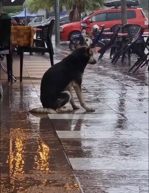 Loyal Dog Waits in the Rain Daily for Owner