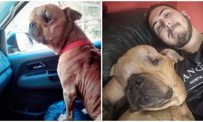 Man Adopts Dog With Tumor to Give Him Loving Home on Last Days Of Life