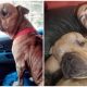 Man Adopts Dog With Tumor to Give Him Loving Home on Last Days Of Life