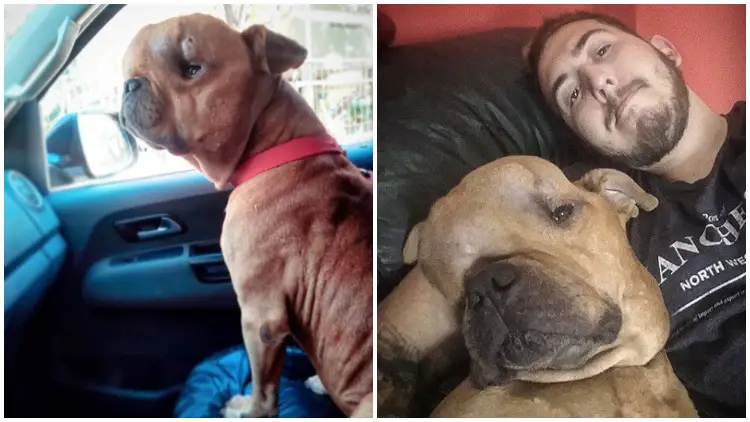 Man Adopts Dog With Tumor to Give Him Loving Home on Last Days Of Life