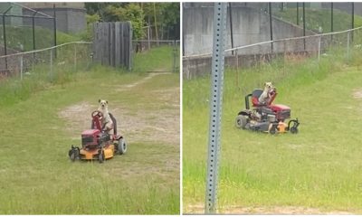 Man Catches Sight of an Unexpected Individual Mowing The Lawn and Does a Double Take in Surprise