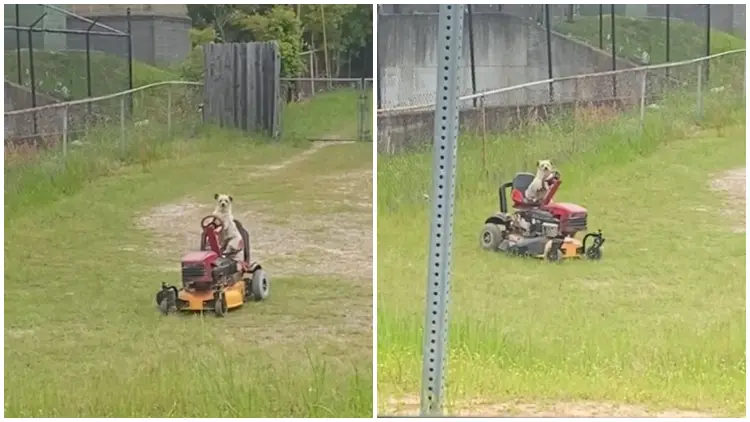 Man Catches Sight of an Unexpected Individual Mowing The Lawn and Does a Double Take in Surprise