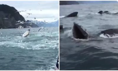 Man Filmed The Natural Beauty of Seagulls On Boat