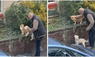 Man Helped His Dog Befriend a Cat, Resulting in an Incredibly Cute Moment