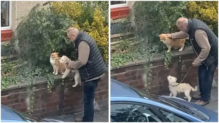 Man Helped His Dog Befriend a Cat, Resulting in an Incredibly Cute Moment