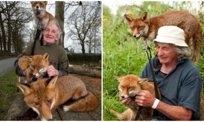 Man Saved Three Adorable Foxes and Developed an Incredible Connection with Them