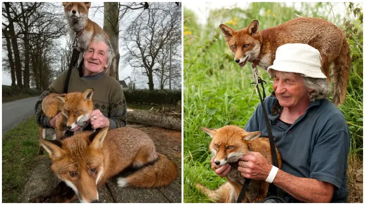 Man Saved Three Adorable Foxes and Developed an Incredible Connection with Them