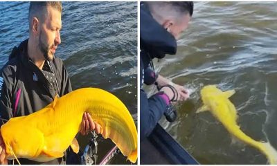 Man in The Netherlands Caught a Super Rare, Giant Banana-colored Catfish and Was Stunned