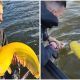 Man in The Netherlands Caught a Super Rare, Giant Banana-colored Catfish and Was Stunned