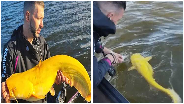 Man in The Netherlands Caught a Super Rare, Giant Banana-colored Catfish and Was Stunned