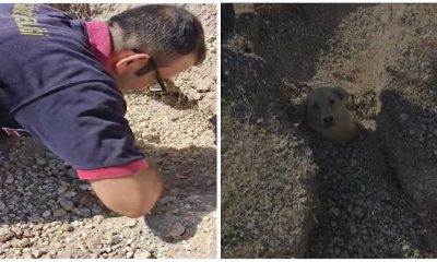 Man is Left Frightened after Rescuing a Dog Buried in Soil, with Only Its Body Visible