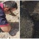 Man is Left Frightened after Rescuing a Dog Buried in Soil, with Only Its Body Visible