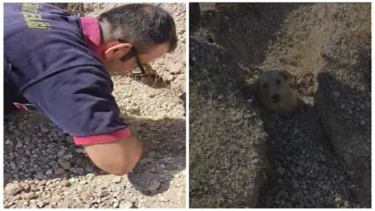 Man is Left Frightened after Rescuing a Dog Buried in Soil, with Only Its Body Visible