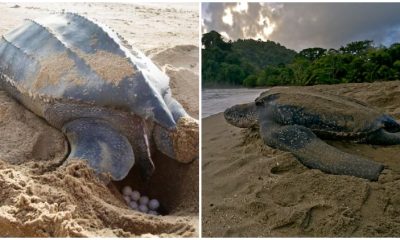 Massive Leatherback Turtle Spotted Surfacing from the Ocean