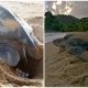 Massive Leatherback Turtle Spotted Surfacing from the Ocean