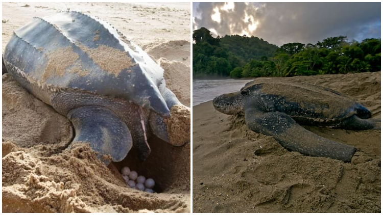 Massive Leatherback Turtle Spotted Surfacing from the Ocean