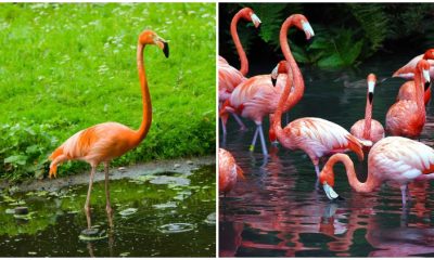 Meet Flamingos - The Unique Birds Has Special Characteristics That Fascinate Scientists