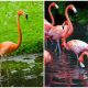 Meet Flamingos - The Unique Birds Has Special Characteristics That Fascinate Scientists