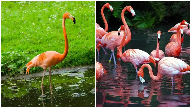 Meet Flamingos - The Unique Birds Has Special Characteristics That Fascinate Scientists