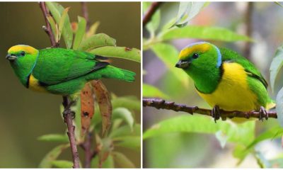 Meet Golden-Browed Chlorophonia - The Captivating Birds with Their Stunning Green and Yellow Plumage