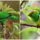 Meet Golden-Browed Chlorophonia - The Captivating Birds with Their Stunning Green and Yellow Plumage