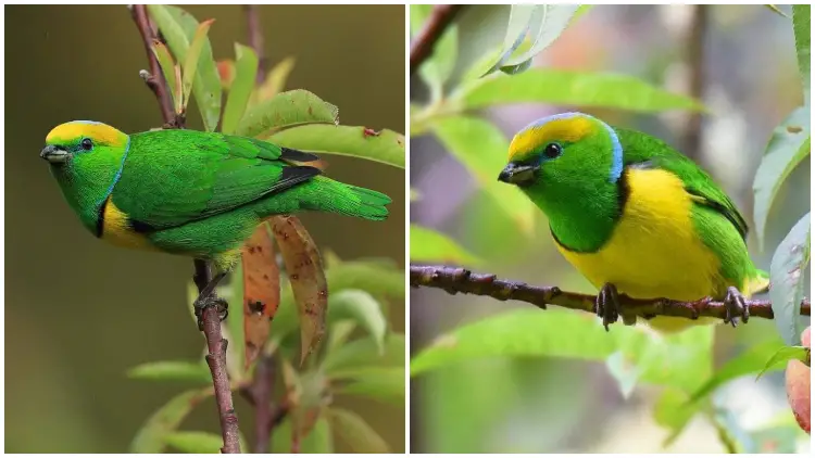 Meet Golden-Browed Chlorophonia - The Captivating Birds with Their Stunning Green and Yellow Plumage