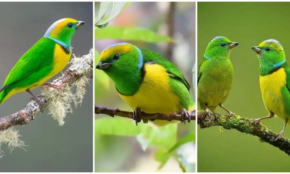 Meet Golden-browed Chlorophonia with Green-Yellow Feathers That Are Sure to Impress You