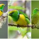 Meet Golden-browed Chlorophonia with Green-Yellow Feathers That Are Sure to Impress You