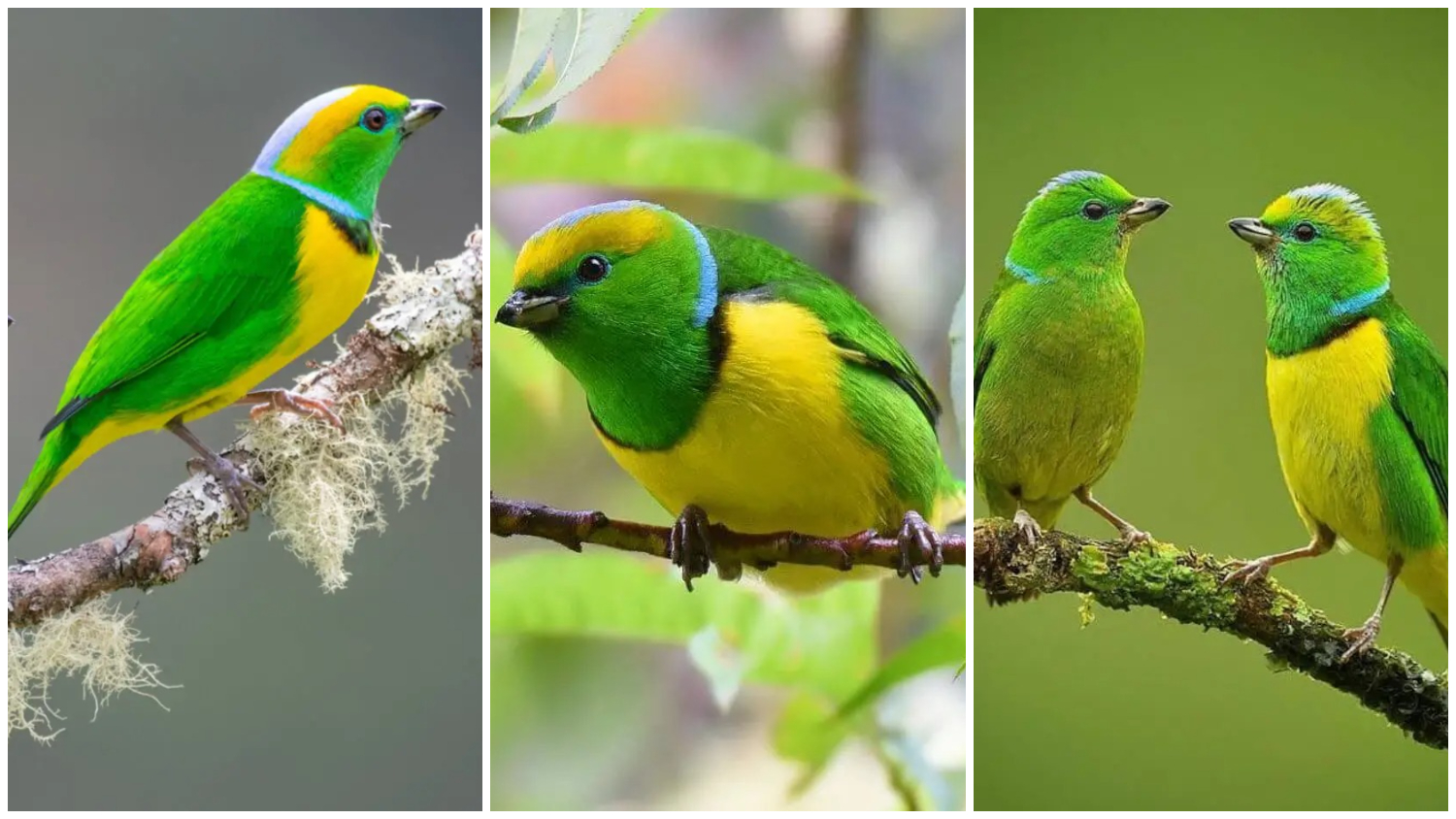 Meet Golden-browed Chlorophonia with Green-Yellow Feathers That Are Sure to Impress You