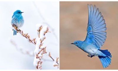 Meet Mountain Bluebird, a Breathtaking Little Bird with Sky Blue Plumage