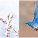 Meet Mountain Bluebird, a Breathtaking Little Bird with Sky Blue Plumage