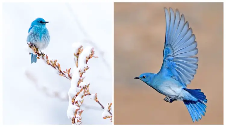 Meet Mountain Bluebird, a Breathtaking Little Bird with Sky Blue Plumage