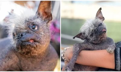 Meet Mr. Happy Face - The Adorable Dog Whose Unique Appearance Catches Hearts Worldwide