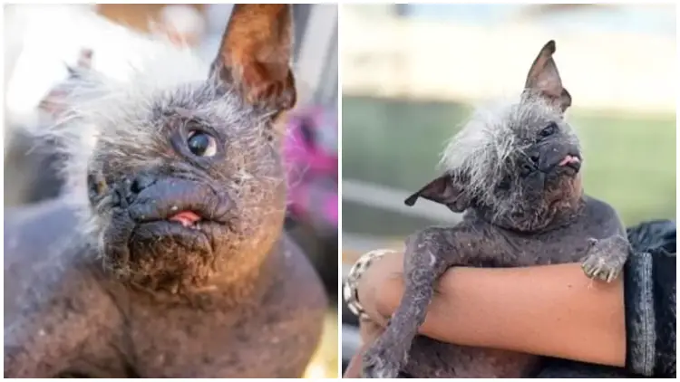 Meet Mr. Happy Face - The Adorable Dog Whose Unique Appearance Catches Hearts Worldwide