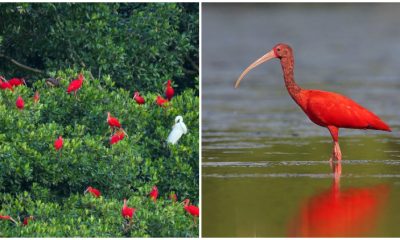 Meet Scarlet Ibis - The Most Appealing Red Bird in Animal World