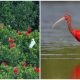 Meet Scarlet Ibis - The Most Appealing Red Bird in Animal World