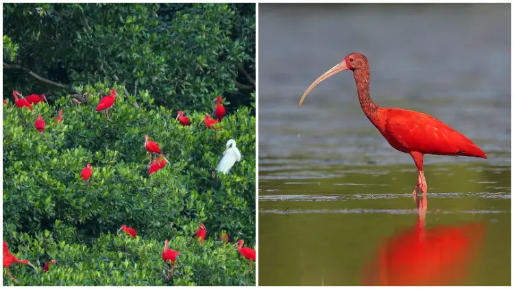 Meet Scarlet Ibis - The Most Appealing Red Bird in Animal World