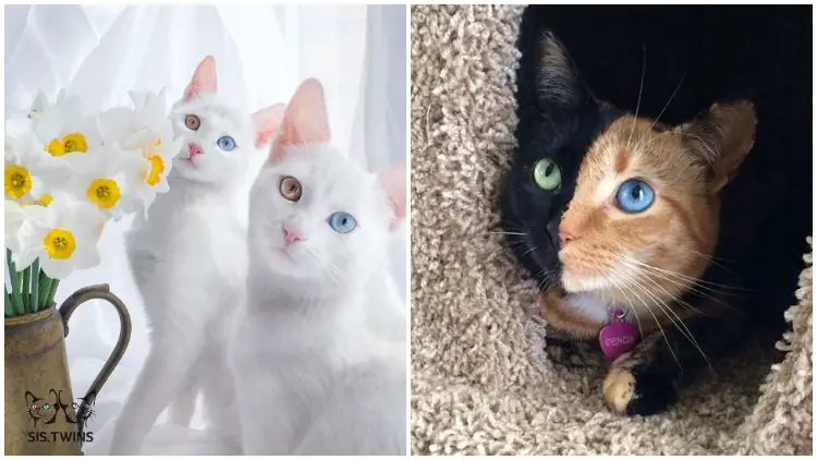 Meet The 16 Most Beautiful Cats With Impressive Looks, Deserving of Awards