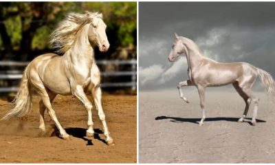 Meet The Akhal-teke, The Horse With A Shimmering Coat That Looks Like It Was Dipped In Liquid Gold