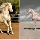 Meet The Akhal-teke, The Horse With A Shimmering Coat That Looks Like It Was Dipped In Liquid Gold